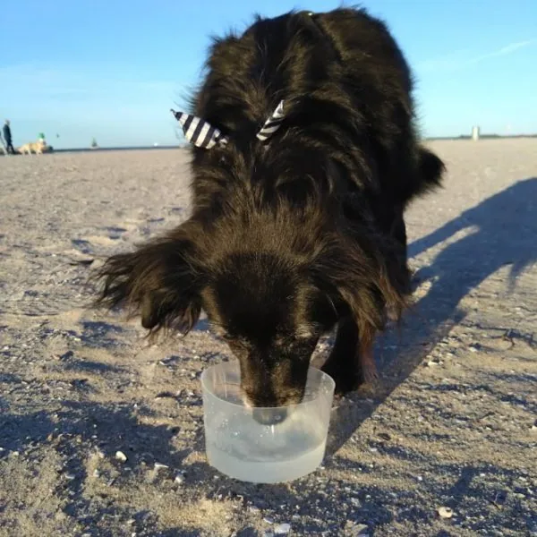 Faltbarer Reise-Napf Mobowl – Bild 8