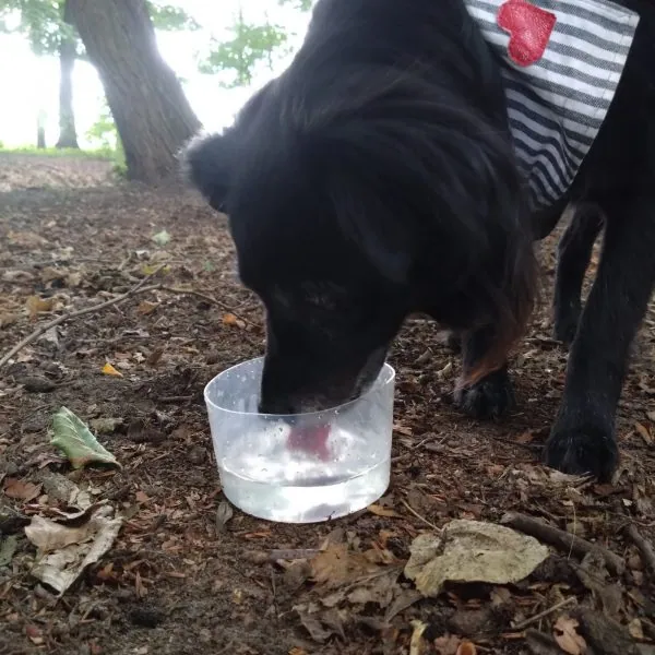 Faltbarer Reise-Napf Mobowl – Bild 6