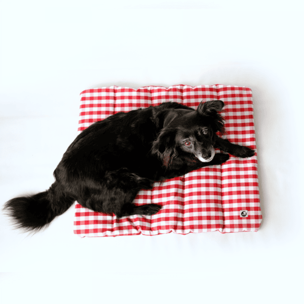 Hund auf karierter Decke, die in Hamburg hergestellt wurde