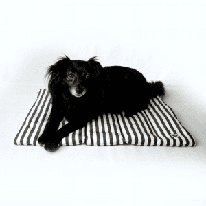 Hund auf gestreifter Hundedecke, die in Hamburg hergestellt wurde